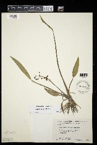 Sagittaria cuneata image