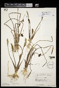 Sagittaria rigida image