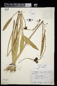 Sagittaria rigida image