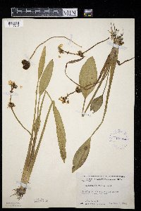 Sagittaria rigida image