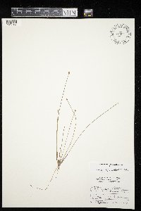 Eleocharis obtusa image