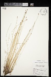 Eleocharis erythropoda image