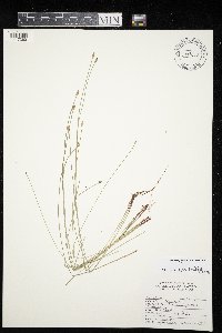 Eleocharis erythropoda image