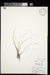 Eleocharis acicularis image