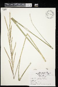 Spartina pectinata image