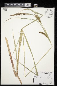 Carex vesicaria image