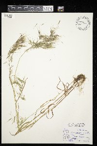 Bromus tectorum image