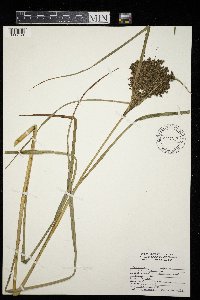 Scirpus cyperinus image