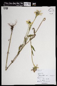 Rudbeckia hirta image