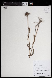 Rudbeckia hirta image