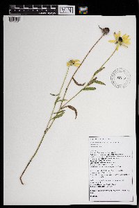 Rudbeckia hirta image