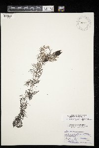 Utricularia vulgaris image