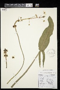 Sagittaria rigida image