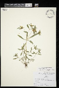 Bidens connata image