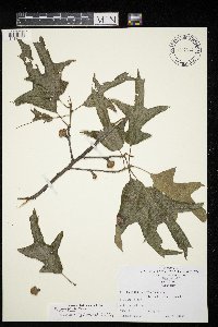 Quercus falcata image