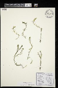 Elodea nuttallii image