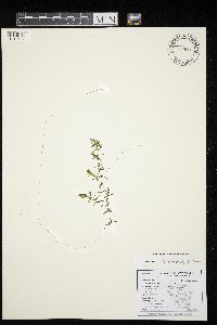 Elodea nuttallii image