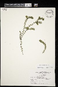 Elodea canadensis image