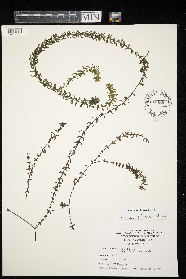 Elodea canadensis image