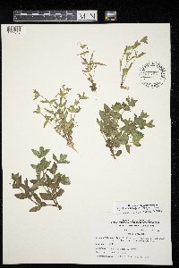 Erythranthe geyeri image