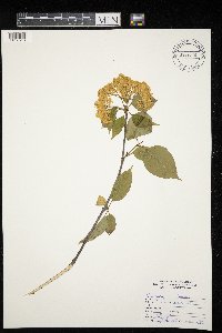 Viburnum lentago image