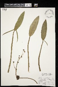 Sagittaria rigida image