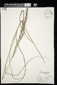 Panicum virgatum image