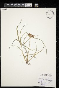 Cyperus strigosus image