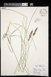 Carex vulpinoidea image