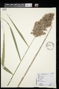 Phragmites australis image