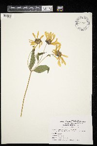 Helianthus strumosus image