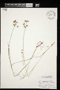 Juncus nodosus image