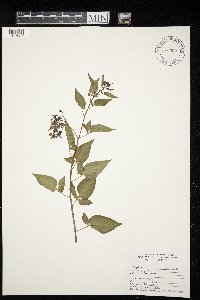 Solanum dulcamara image