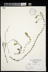 Elodea canadensis image