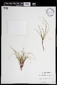 Carex deflexa image