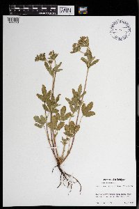 Potentilla norvegica image