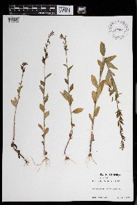 Lobelia inflata image