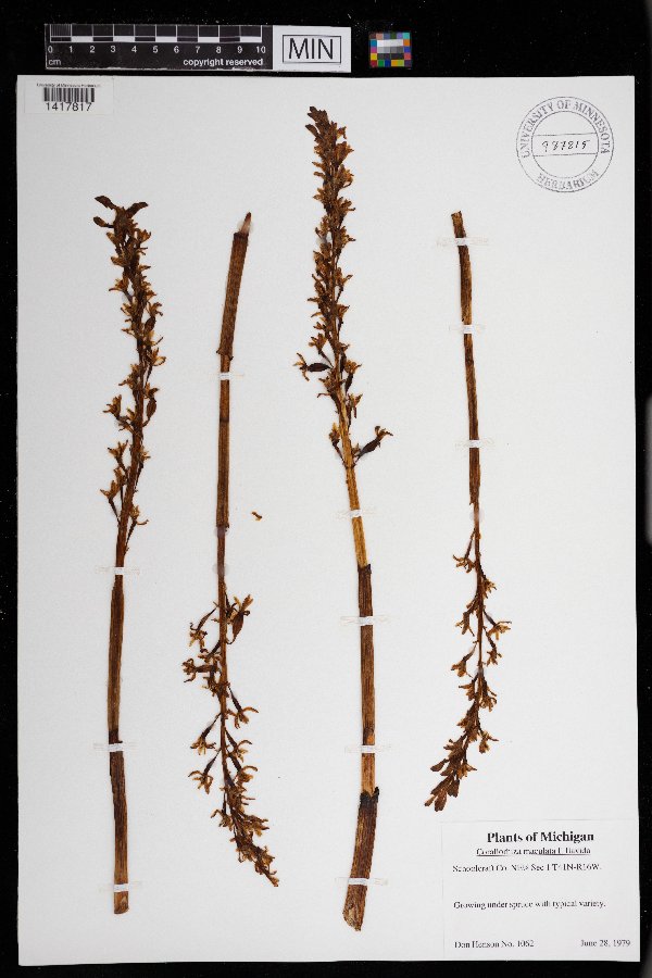 Corallorhiza maculata f. flavida image
