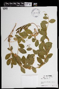 Lathyrus japonicus var. maritimus image
