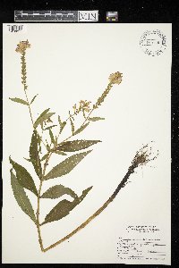 Physostegia virginiana image