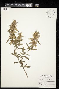 Monarda punctata image