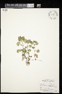 Glechoma hederacea image