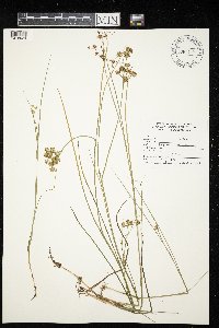 Juncus nodosus image