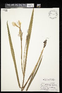 Iris versicolor image