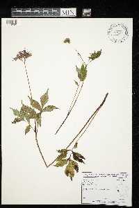 Hydrophyllum virginianum image