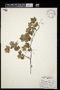 Ribes missouriense image