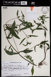 Eclipta prostrata image