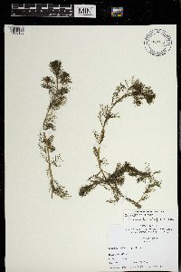 Myriophyllum spicatum image