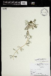 Myriophyllum spicatum image