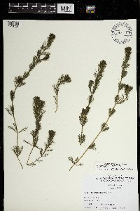 Myriophyllum spicatum image